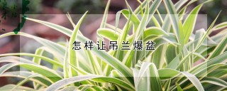 怎样让吊兰爆盆,第1图