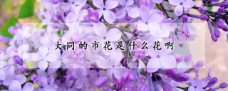 大同的市花是什么花啊,第1图