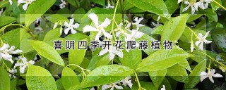 喜阴四季开花爬藤植物,第1图