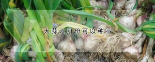 大蒜六月份可以种吗,第1图