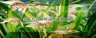 兰花几月份可以全天晒太阳,第1图