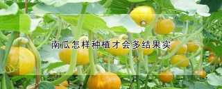 南瓜怎样种植才会多结果实,第1图