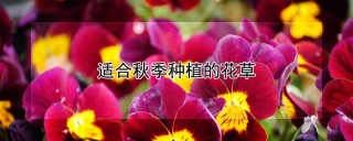 适合秋季种植的花草,第1图