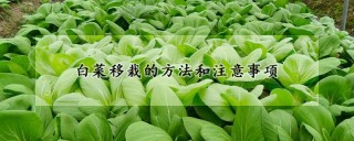 白菜移栽的方法和注意事项,第1图