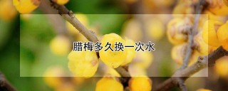 腊梅多久换一次水,第1图