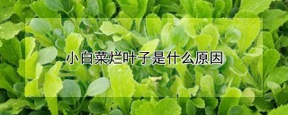 小白菜烂叶子是什么原因,第1图