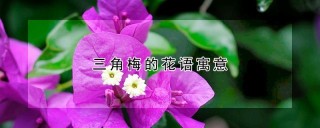 三角梅的花语寓意,第1图