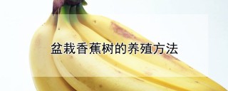 盆栽香蕉树的养殖方法,第1图