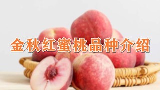 金秋红蜜桃品种介绍,第1图