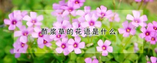 酢浆草的花语是什么,第1图