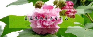 芙蓉花的花语是什么,第1图