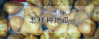 怎样种地瓜,第1图