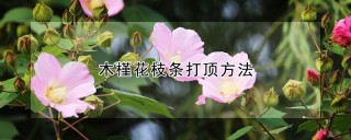 木槿花枝条打顶方法,第1图