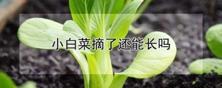 小白菜摘了还能长吗,第1图