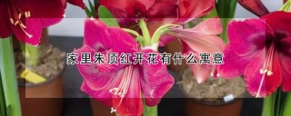 家里朱顶红开花有什么寓意,第1图