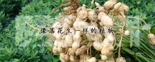 像落花生一样的植物,第1图