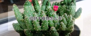 招财手植物怎么养,第1图