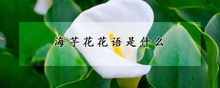 海芋花花语是什么,第1图