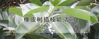 橡皮树插枝能活吗,第1图