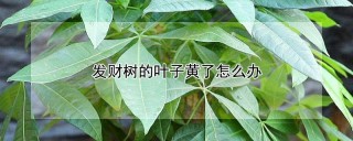 发财树的叶子黄了怎么办,第1图