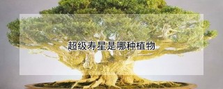 超级寿星是哪种植物,第1图