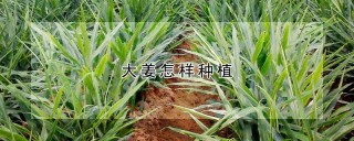 大姜怎样种植,第1图