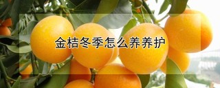 金桔冬季怎么养养护,第1图