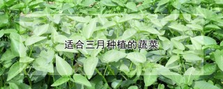 适合三月种植的蔬菜,第1图