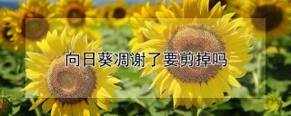 向日葵凋谢了要剪掉吗,第1图