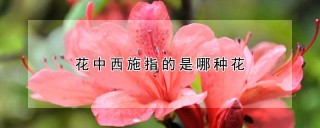 花中西施指的是哪种花,第1图