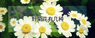 野菊花有几种,第1图