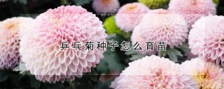 乒乓菊种子怎么育苗,第1图