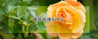 橙色玫瑰叫什么,第1图