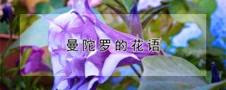 曼陀罗的花语,第1图