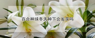 百合种球冬天种下会发芽吗,第1图