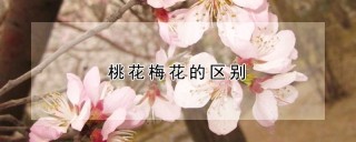 桃花梅花的区别,第1图