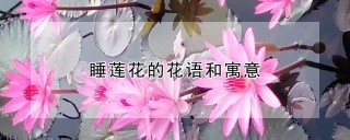 睡莲花的花语和寓意,第1图