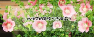 小木槿花的繁殖方法和技巧,第1图