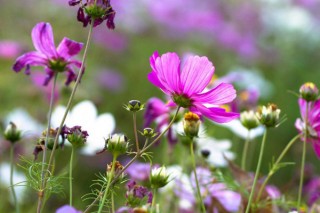 格桑花的花语和寓意,第2图