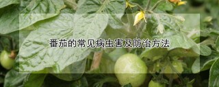 番茄的常见病虫害及防治方法,第1图