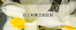 白兰和黄兰的区别,第1图