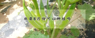 秋葵8月份可以种植吗,第1图