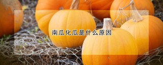 南瓜化瓜是什么原因,第1图