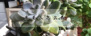 东美人怎么养,第1图