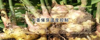 大姜催芽温度控制,第1图