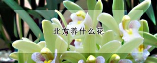 北方养什么花,第1图