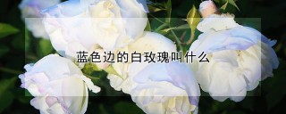 蓝色边的白玫瑰叫什么,第1图