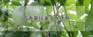 百香果挂果多久才熟,第1图