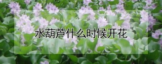 水葫芦什么时候开花,第1图