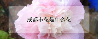 成都市花是什么花,第1图